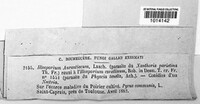 Erythricium aurantiacum image